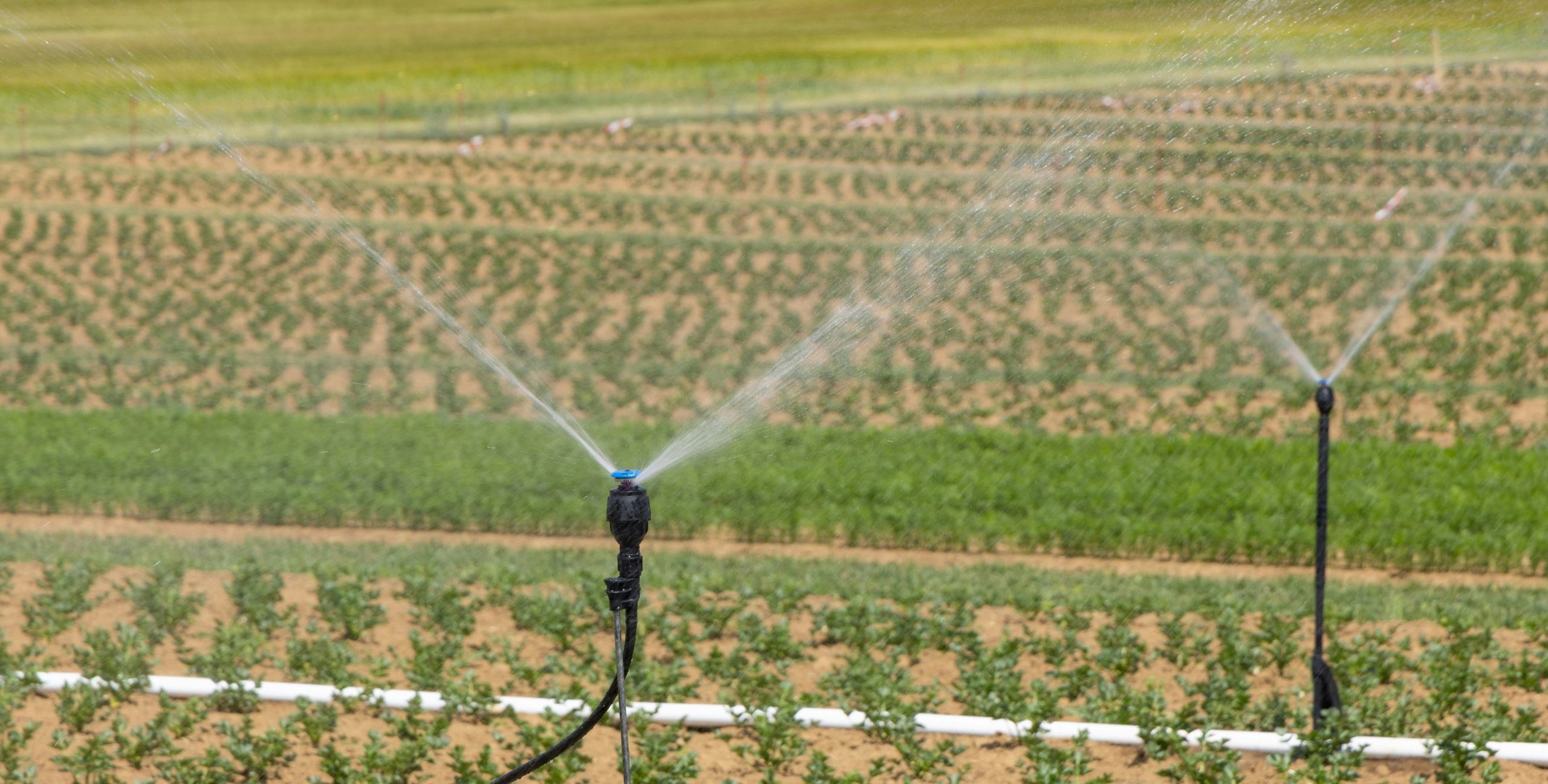 Zwei Sprinkler bewässern ein Landwirtschaft Feld mit jungen Pflanzen in Reihen.
